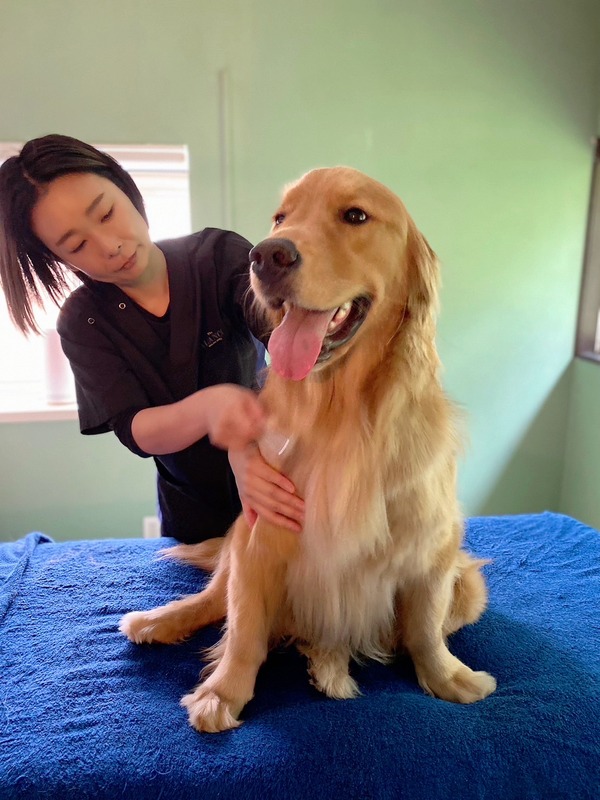 ホリスティックドッグマッサージ｜犬の温灸とストーンセラピー