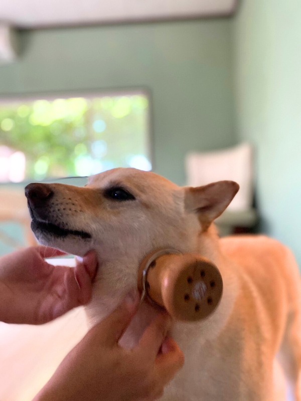 ホリスティックドッグマッサージ｜犬の温灸とストーンセラピー